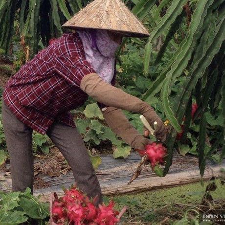 Lần thứ 2 nông dân khóc ròng vì giá thanh long chạm đáy, 'hàng dạt' chất đốngicon