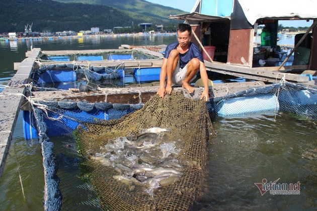 Làng cá bè tiền tỷ ở Đà Nẵng trước thời điểm di dời