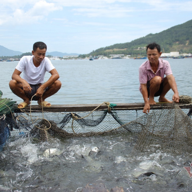 Làng cá bè tiền tỷ ở Đà Nẵng trước thời điểm di dờiicon