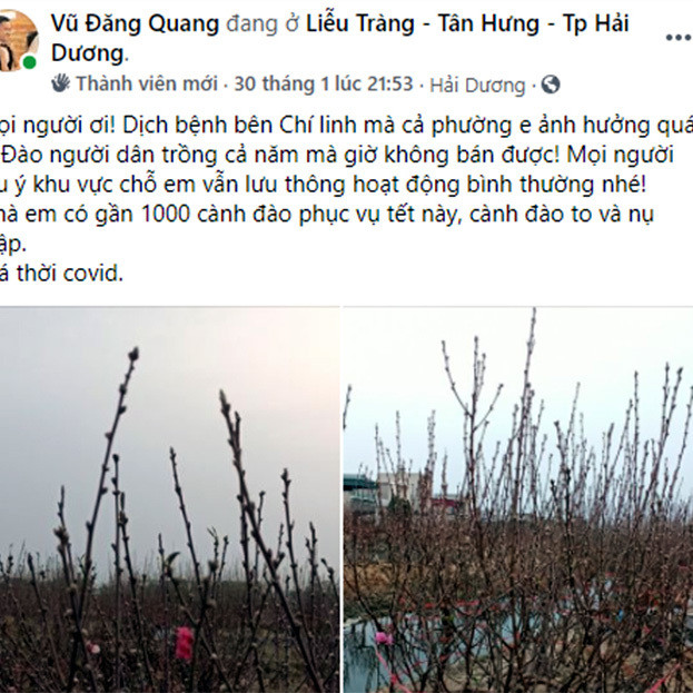 Làng đào Hải Dương nguy khốn, lên mạng rao bán gấp 1.000 gốc