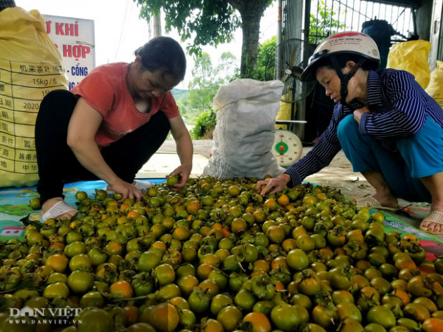 Lạng Sơn: Vùng đất có hồng vành khuyên, loại quả tên nghe như chim vị ngon 'tuyệt phẩm'