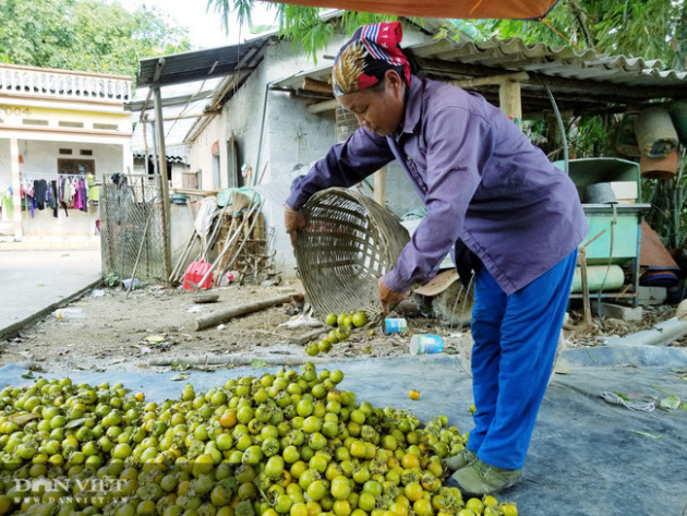 Lạng Sơn: Vùng đất có hồng vành khuyên, loại quả tên nghe như chim vị ngon 'tuyệt phẩm'