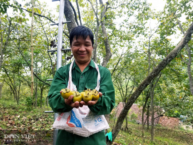 Lạng Sơn: Vùng đất có hồng vành khuyên, loại quả tên nghe như chim vị ngon 'tuyệt phẩm'