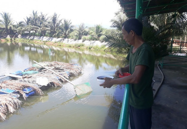 Lão ngư đất võ Bình Định đổi đời nhờ nuôi loài cá 'tiến vua'