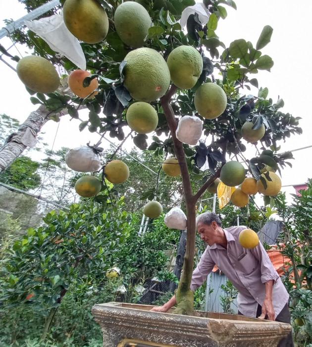 Lão nông kiếm 2 tỷ đồng từ một sào vườn trồng ngũ quả bon sai? - Ảnh 4.