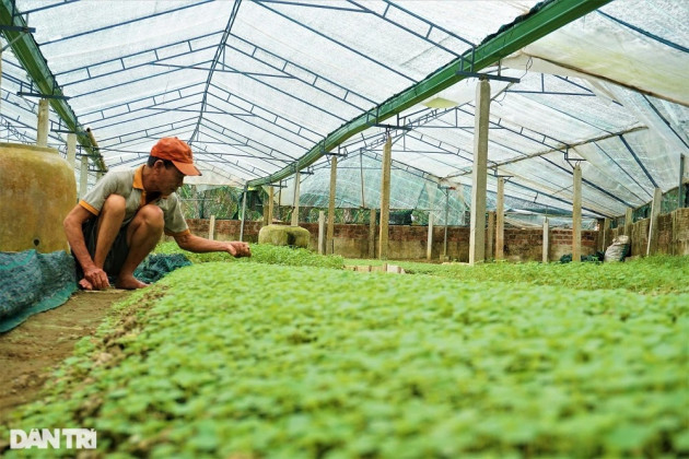 Lão nông mang rau dại về trồng, bất ngờ thu nhập cao - 10