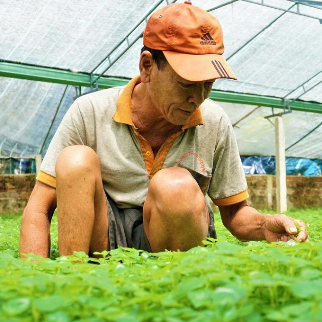 Lão nông mang rau dại về trồng, bất ngờ thu nhập caoicon