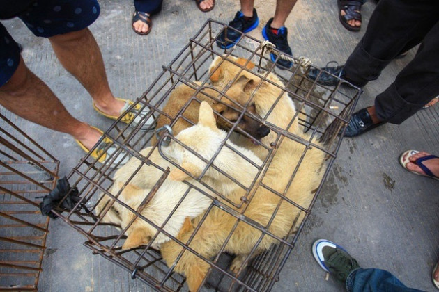 Lễ hội thịt chó lớn nhất Trung Quốc chuẩn bị 'vào mùa'