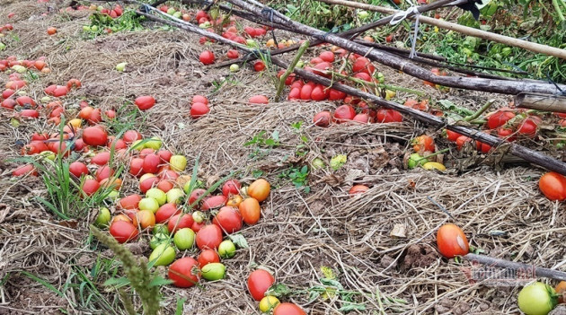 Lên mạng mua nông sản: Chấm dứt củ cải đổ sông, bắp cải thối đồng