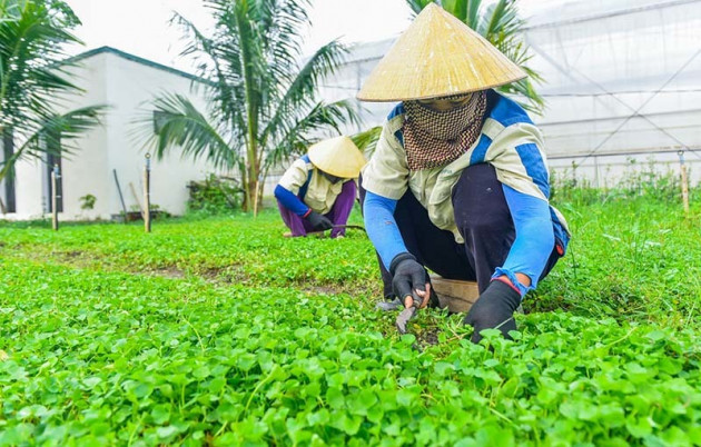 Anh Thanh Hoá liều chơi trận lớn, chế rau má bán sang Nhật 6 triệu/kg