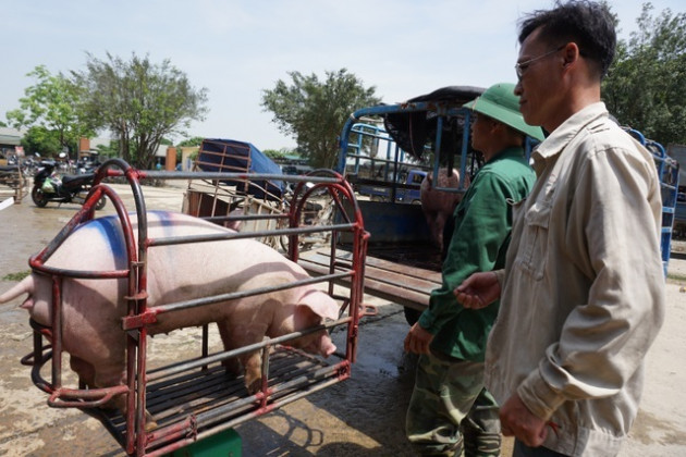 Lo ngại người chăn nuôi 'bán tống, bán tháo' lợn thịt để vớt'... giá!