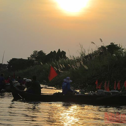 Loài cá bông lau khổng lồ, săn hàng hiếm bán giá cực rẻicon