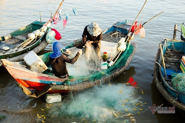 Loại cá 'trắng nõn nà' tên nhà nghèo, bắt đầy thuyền ngư dân thu tiền triệu