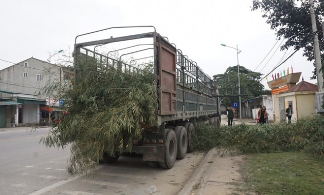 Loại cây 'cắt gốc, còn ngọn' mỗi năm chỉ bán 1 lần rất hút khách mua