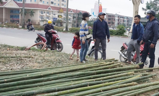 Loại cây 'cắt gốc, còn ngọn' mỗi năm chỉ bán 1 lần rất hút khách mua