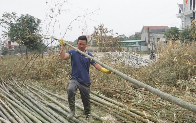 Loại cây 'cắt gốc, còn ngọn' mỗi năm chỉ bán 1 lần rất hút khách mua