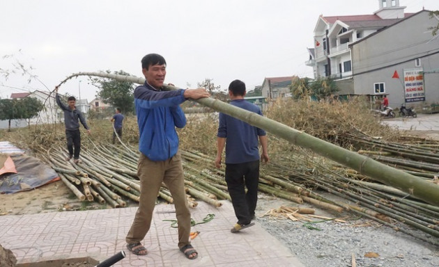 Loại cây 'cắt gốc, còn ngọn' mỗi năm chỉ bán 1 lần rất hút khách mua