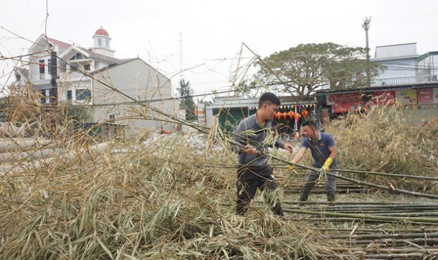 Loại cây 'cắt gốc, còn ngọn' mỗi năm chỉ bán 1 lần rất hút khách mua