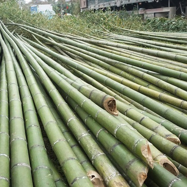 Loại cây 'cắt gốc, còn ngọn' mỗi năm chỉ bán 1 lần rất hút khách mua