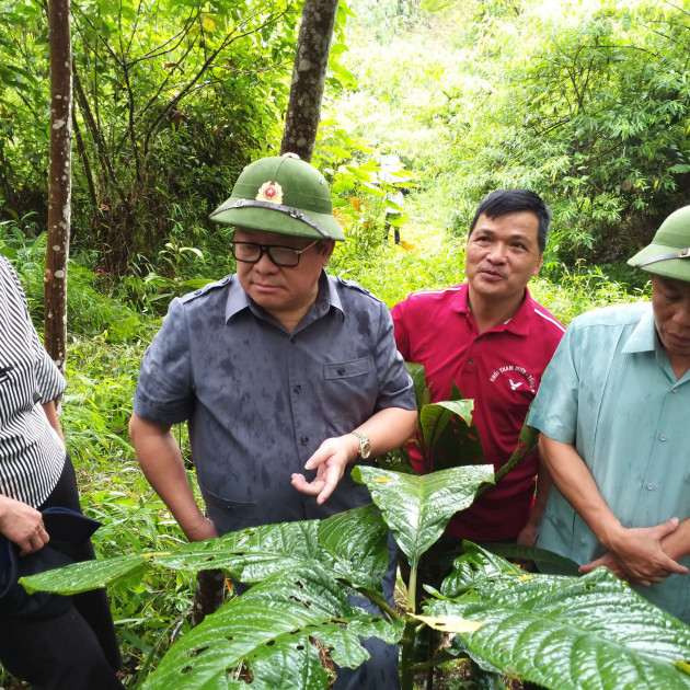 Loại cây lạ, lá có đầy răng cưa, sẫm mịn như nhung, bán đắt tiền