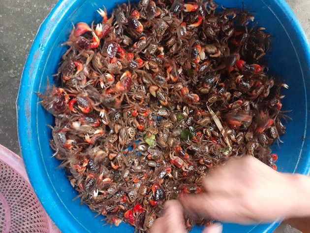 Loài 'cua' lạ chân đỏ rực lại mọc lông đang gây sốt chợ