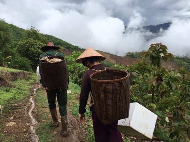 Loại mận Việt Nam đắt ngang nho Mỹ, ngọt như cherry được chị em săn lùng