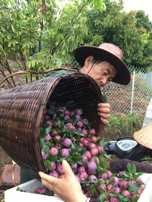 Loại mận Việt Nam đắt ngang nho Mỹ, ngọt như cherry được chị em săn lùng