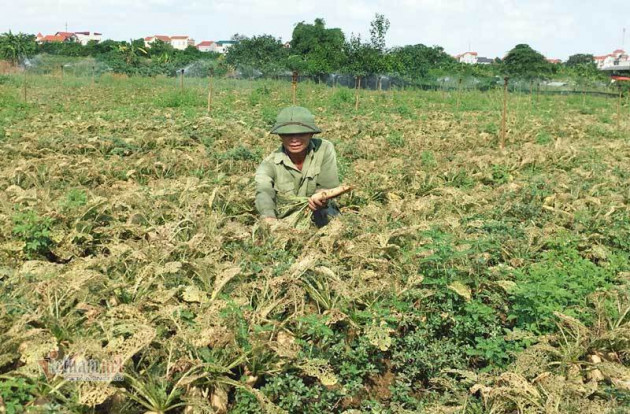 Loài sâu đáng sợ tấn công, Hà Nội chết trắng cả đồng rau