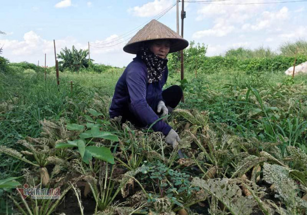 Loài sâu đáng sợ tấn công, Hà Nội chết trắng cả đồng rau