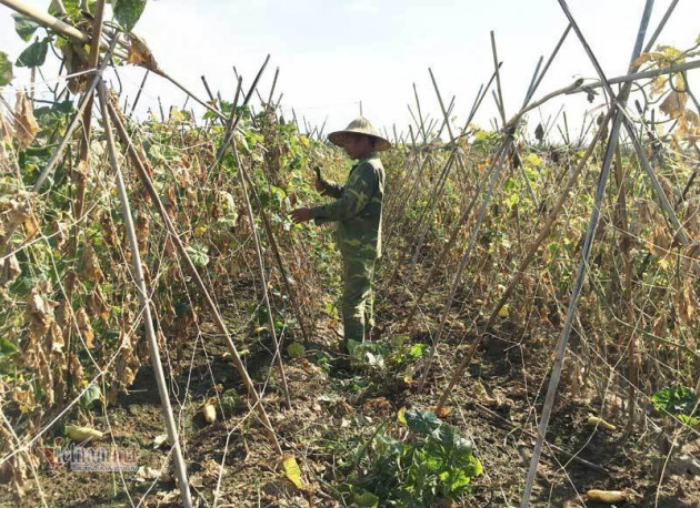 Loài sâu đáng sợ tấn công, Hà Nội chết trắng cả đồng rau