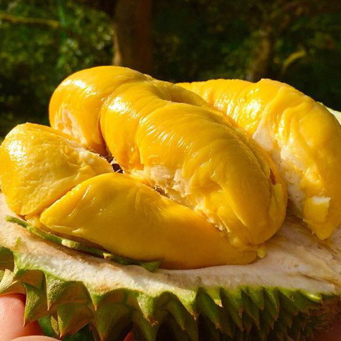 Loại sầu riêng 1,6 triệu đồng/kg khiến hoa hậu Kỳ Duyên tan chảyicon