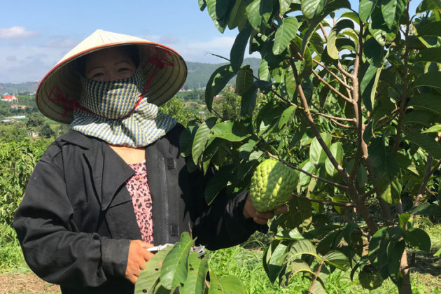 Lợn ăn sâm, trâu uống rượu... hàng lạ bán cho nhà giàu