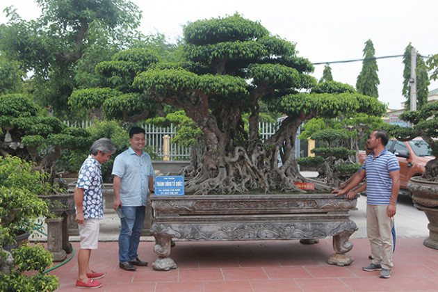 Lợn ăn sâm, trâu uống rượu... hàng lạ bán cho nhà giàu