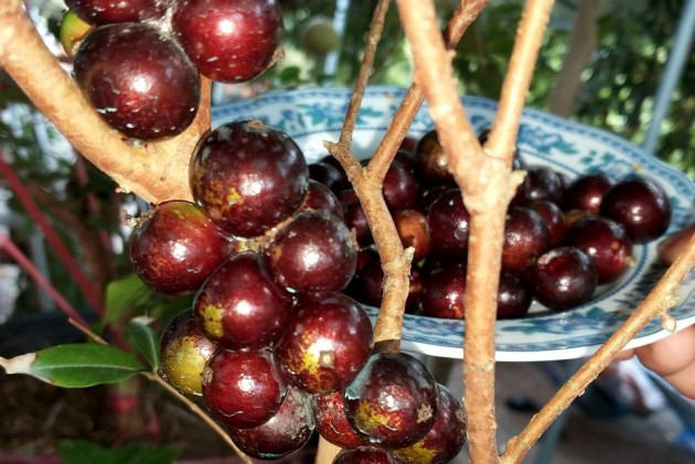 Lợn ăn sâm, trâu uống rượu... hàng lạ bán cho nhà giàu