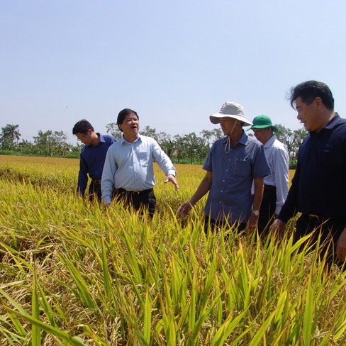 Long An đưa máy bay không người lái vào sản xuất lúaicon