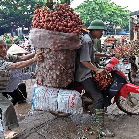 vải thiều,vải thiều lục ngạn,nông dân làm giàu,nông sản rớt giá