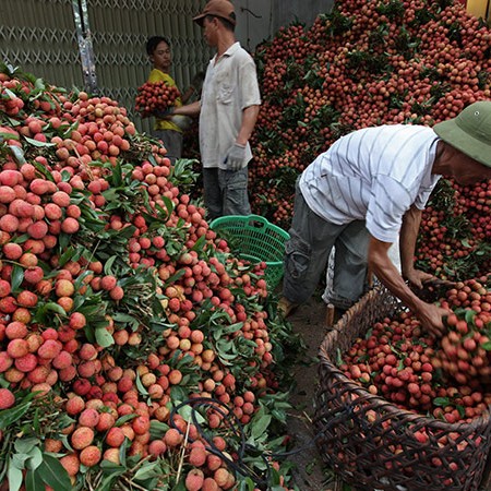 vải thiều,vải thiều lục ngạn,nông dân làm giàu,nông sản rớt giá