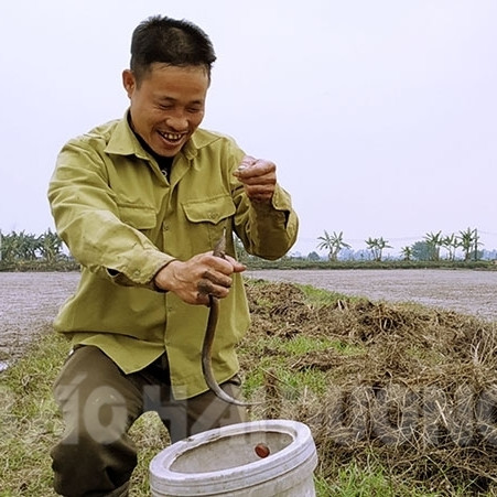 Lươn đồng khan hiếm, giá 300 ngàn/kg, 1 ngày đi câu có triệu bạcicon