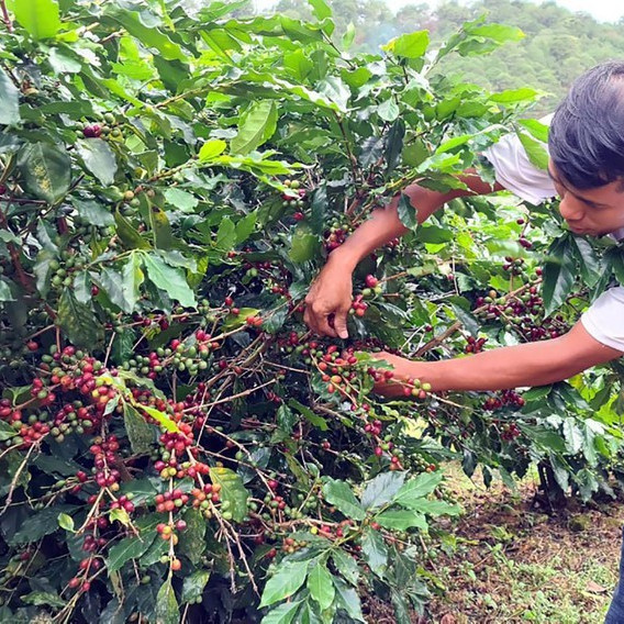 Ma mị trà từ vỏ cà phê Arabica