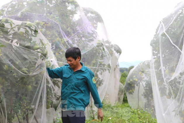 Mắc màn bảo vệ rừng cam đặc sản, kiếm tiền tỷ mỗi năm