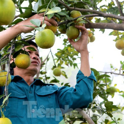 Mắc màn bảo vệ rừng cam đặc sản, kiếm tiền tỷ mỗi nămicon