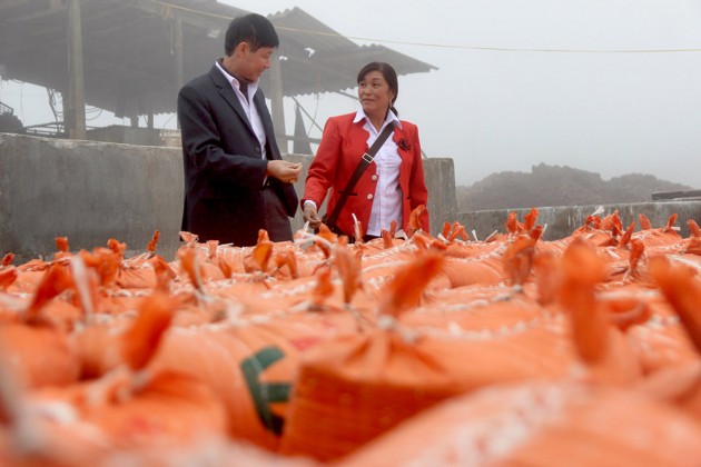 tỷ phú nông dân,nông dân làm giàu,Sơn La,Mộc Châu,đồng bào dân tộc