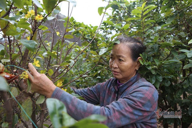 Mai rực nở sớm, khách qua đường ngắm vui, chủ vườn méo mặt