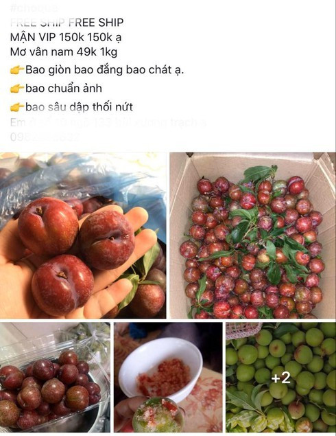 Mận đầu mùa giá 'chát', tiểu thương Hà Nội 'hét' giá 200 nghìn đồng/kg