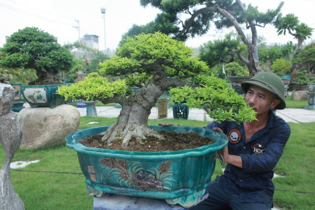 Mãn nhãn với bộ sưu tập mai chiếu thủy đột biến vô cùng độc đáo ở Hà Nội