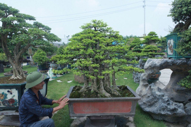 Mãn nhãn với bộ sưu tập mai chiếu thủy đột biến vô cùng độc đáo ở Hà Nội