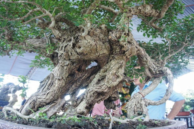 Mãn nhãn với cây găng tu hú, gỗ lũa tự thân hàng trăm năm tuổi