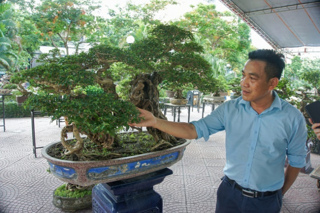 Mãn nhãn với cây găng tu hú, gỗ lũa tự thân hàng trăm năm tuổi