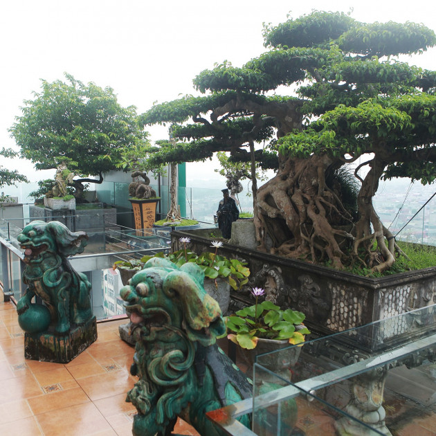 Mãn nhãn với vườn cây bonsai dáng quái giữa 'lưng chừng trời' ở Hà Nộiicon