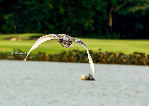 Mê mẩn những bức ảnh ‘nhà mình’ của cư dân Ecopark